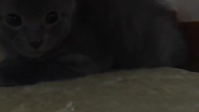 A baby cat whose nickname is Hades.💀