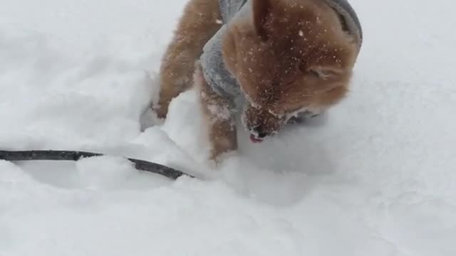 Brown dog wearing grey coat running in snow