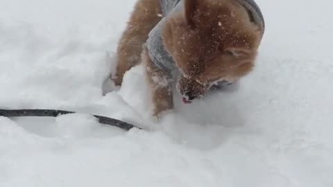 Brown dog wearing grey coat running in snow