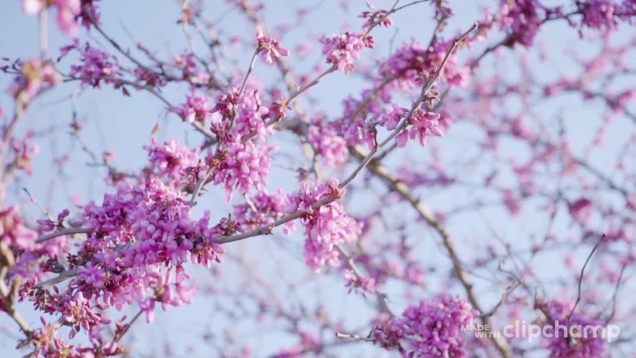 Hello, spring videos