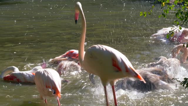 Flamingos Birds water birds Swim in the water