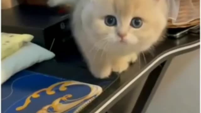 cute little cat