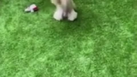 Cute Dog On TikTok #short