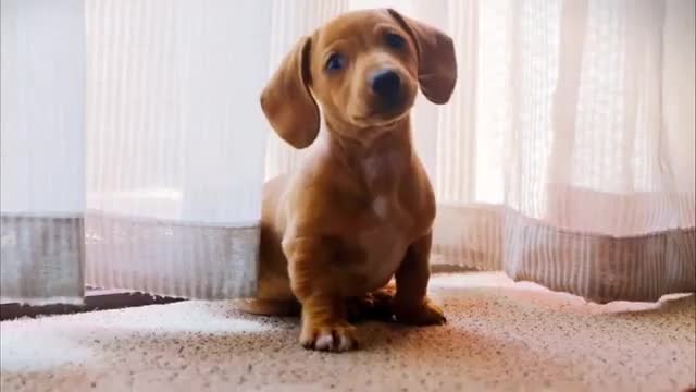 Cute Cats and Dogs to brighten your Day