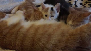 Kittens x4 feeding off their mom, she looks exhausted!! part 3