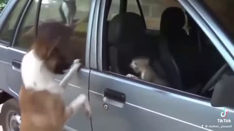 Funny dog and cat fighting