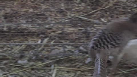 Silkie chicks (7)