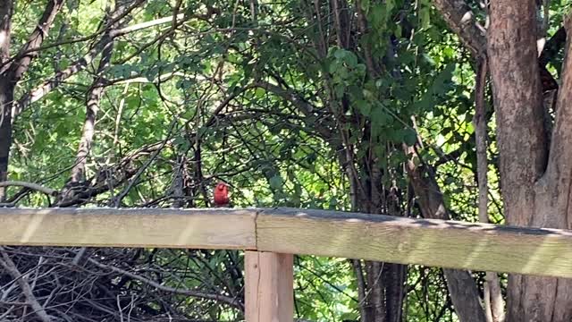 Papa Cardinal and fledglings