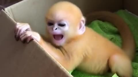 Monkey baby funny