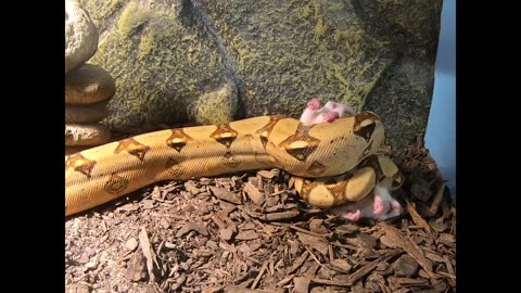 Boa Constrictor stalking her prey (The Zookeeper)