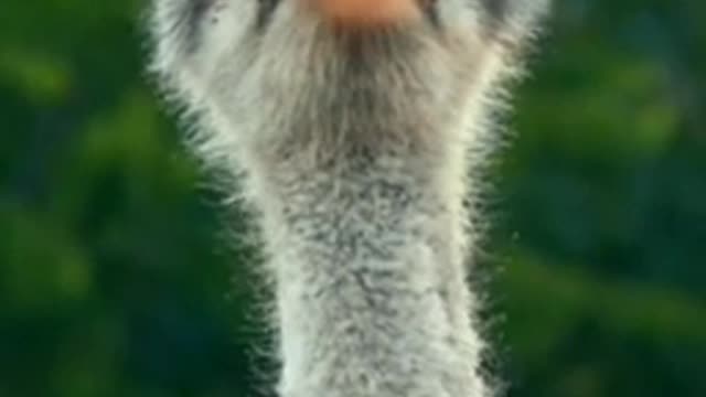 Ostrich Singing Who am I?