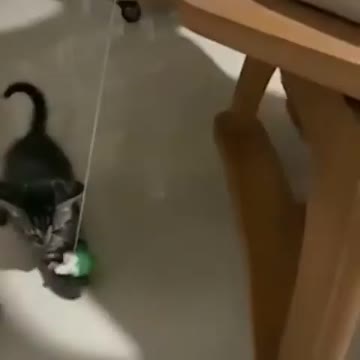 The kitty playing with prank ball