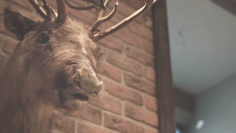 Hunter trophy. Stuffed animal. Deer head on wall. Close up of stuffed deer brick wall