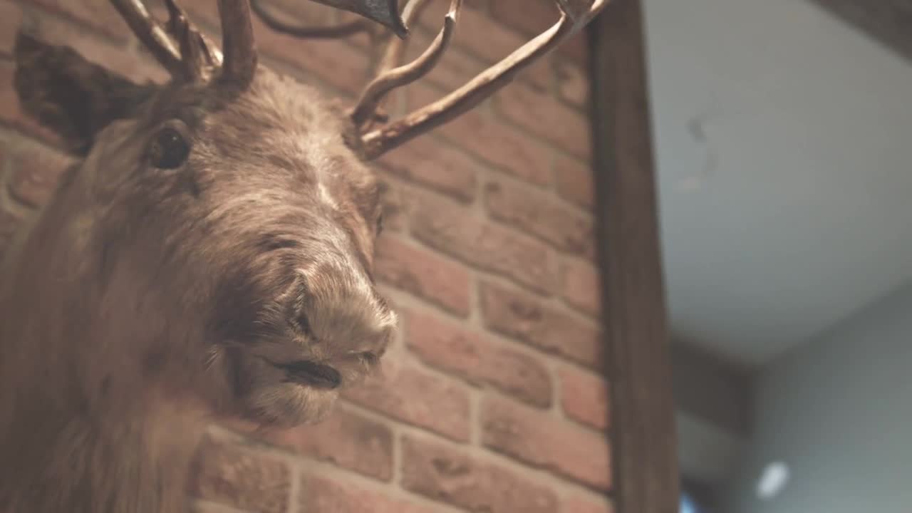 Hunter trophy. Stuffed animal. Deer head on wall. Close up of stuffed deer brick wall