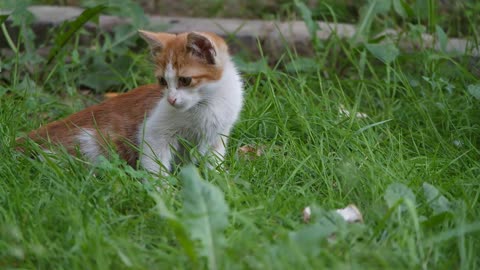 A pet kitten trying to catch insect in the bush.