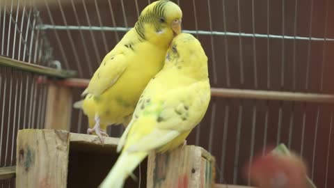 Parrots playing in a cage