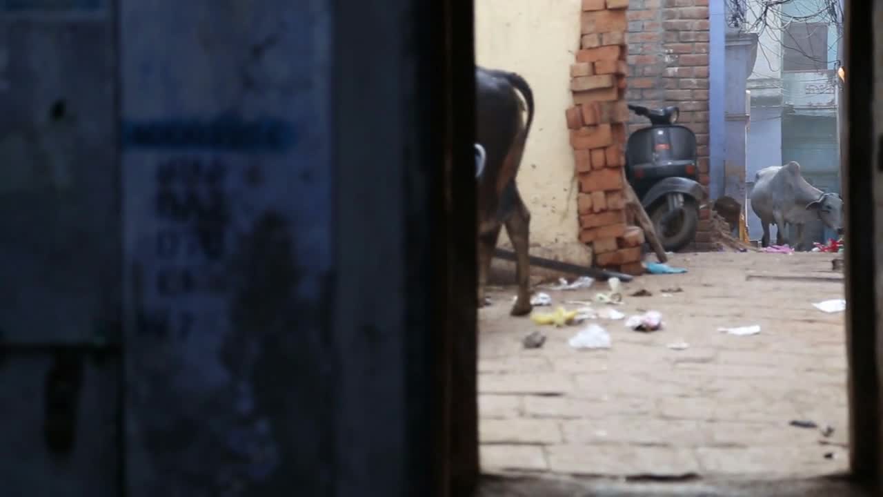 Cows at street in Varanasi