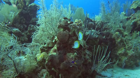 Spotfin Butterflyfish And Damselfish