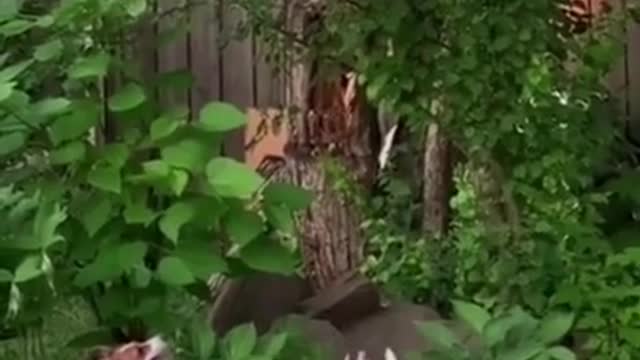 Funny dog jumping in a tree to get a treat