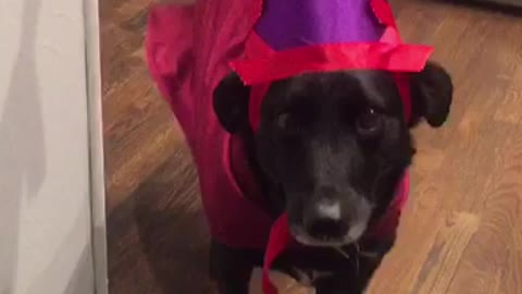 Black dog red costume purple hat