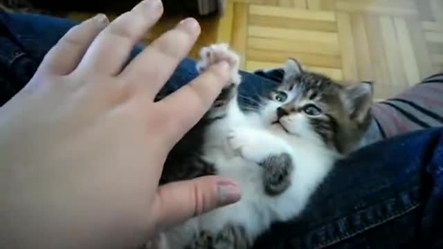 cute kitten falling asleep on lap