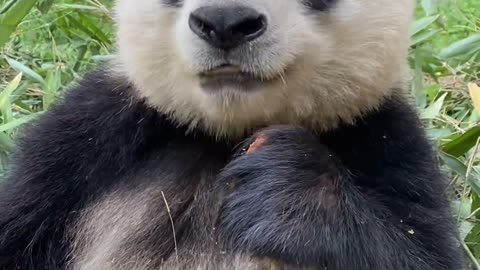 Pandas in China. Black and White. My dog is the same color.