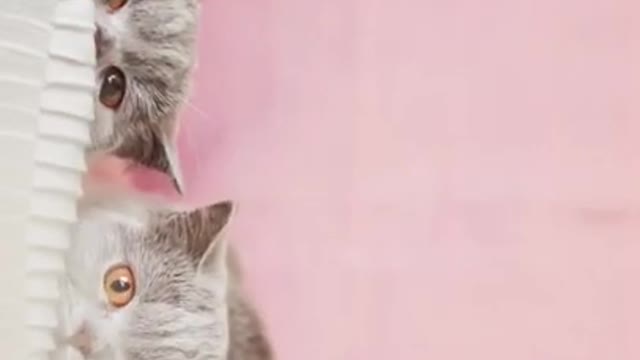 Super Funny Animal Video that Will Make You Laugh Out Loud