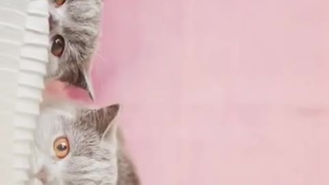 Super Funny Animal Video that Will Make You Laugh Out Loud