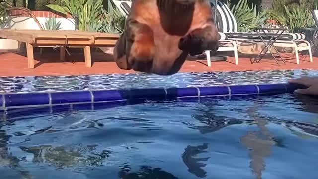 DOG JUMPING IN THE POOL