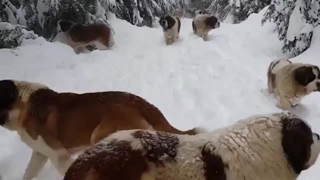 Dogs enjoy in snow