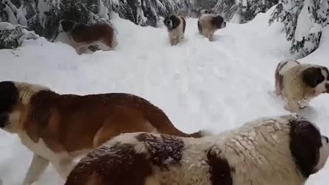 Dogs enjoy in snow