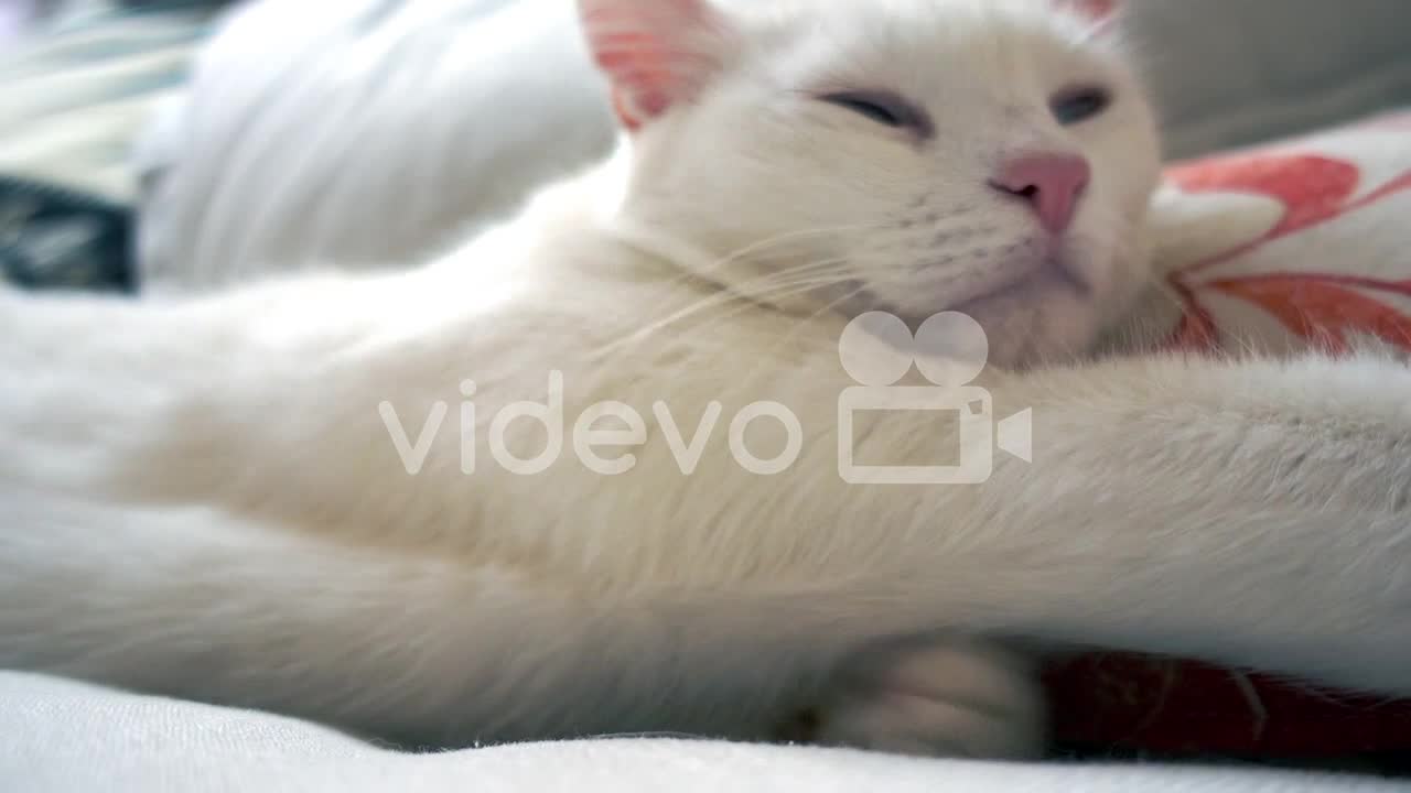 A white cat is waking uf from nap