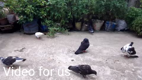 Pigeon bird family