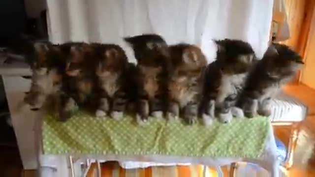 Funny cat compilations