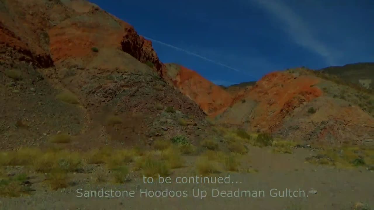 Donkeys in Deadman Gulch AZ