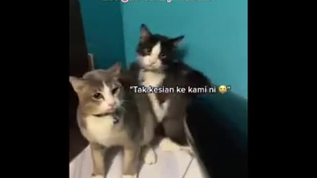 Crazy and Funny cat videos to make you smile all day!2021😸 | Animals So Cute