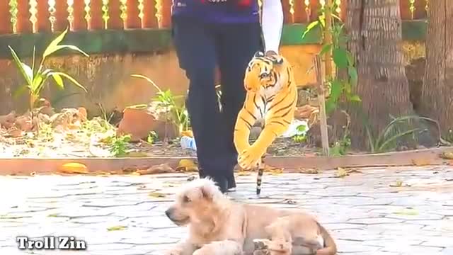 fake lion and tiger pranks