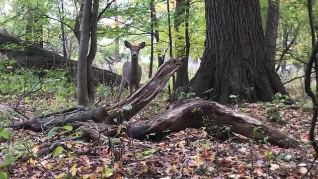 Hoof Stomping Deer