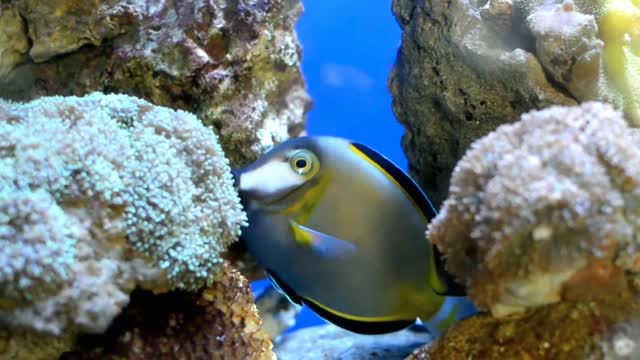 HD Fish Video/Background | No Text | No Sound @OneMinuteVideo