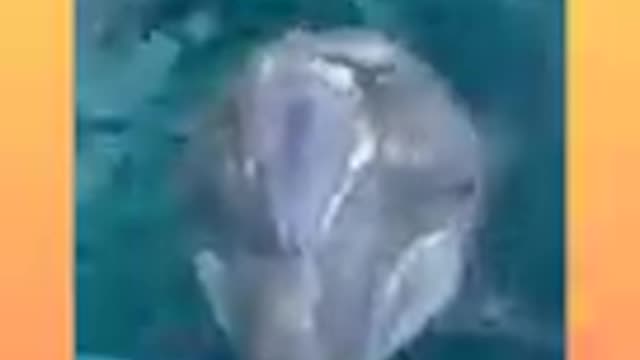 Dolphin videos Animal lover