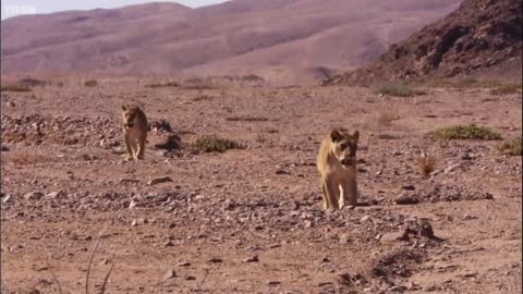 Young Lions Kill Donkeys | BBC Earth