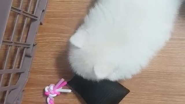 The baby dog is playing with a toy