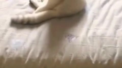 funny animals, cute and funny animals on tiktok