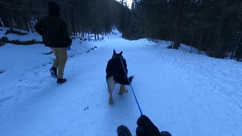 Makeshift German Shepherd Sledding