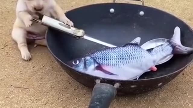 Cut fish and dog