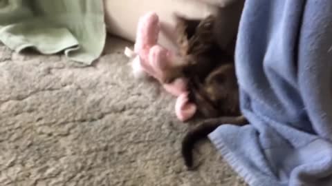 ❣️​❣️​👻 jumping kitten