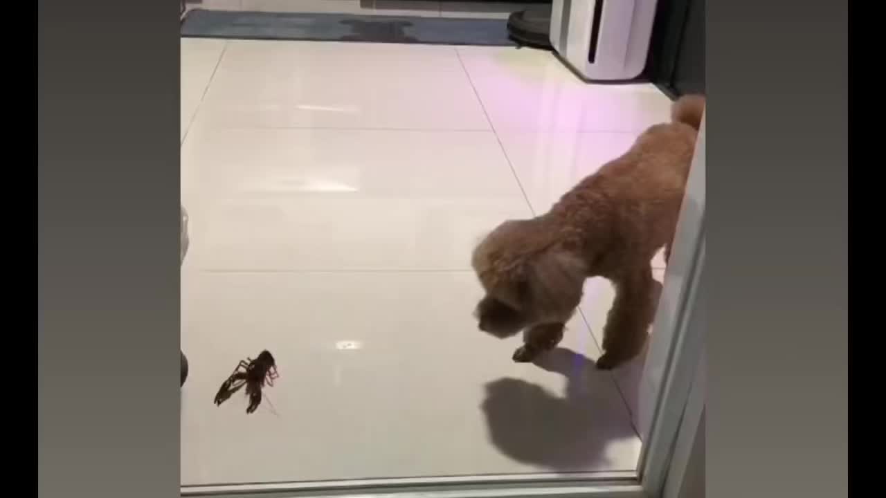 Dog versus crayfish