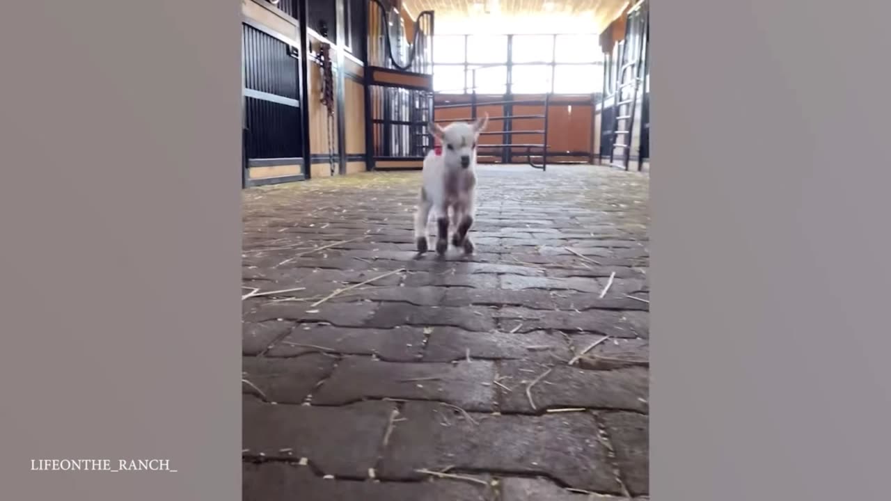 When You have Goat as Pet…