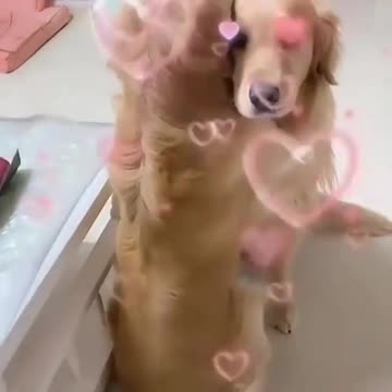 Dog friends help each other in hard to reach places