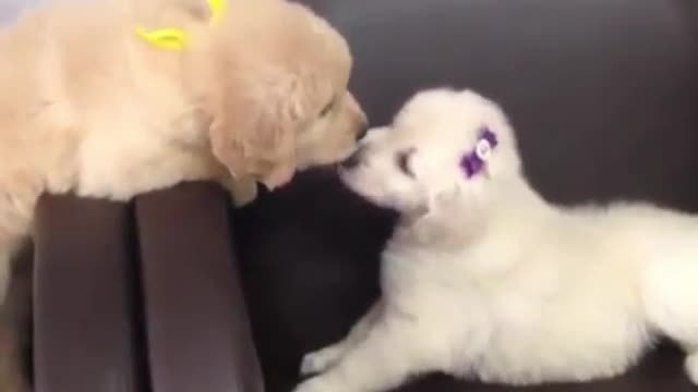 Intimate puppy